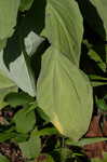 Ovateleaf Indian plantain